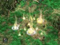 Nyrthos: The First Chapter